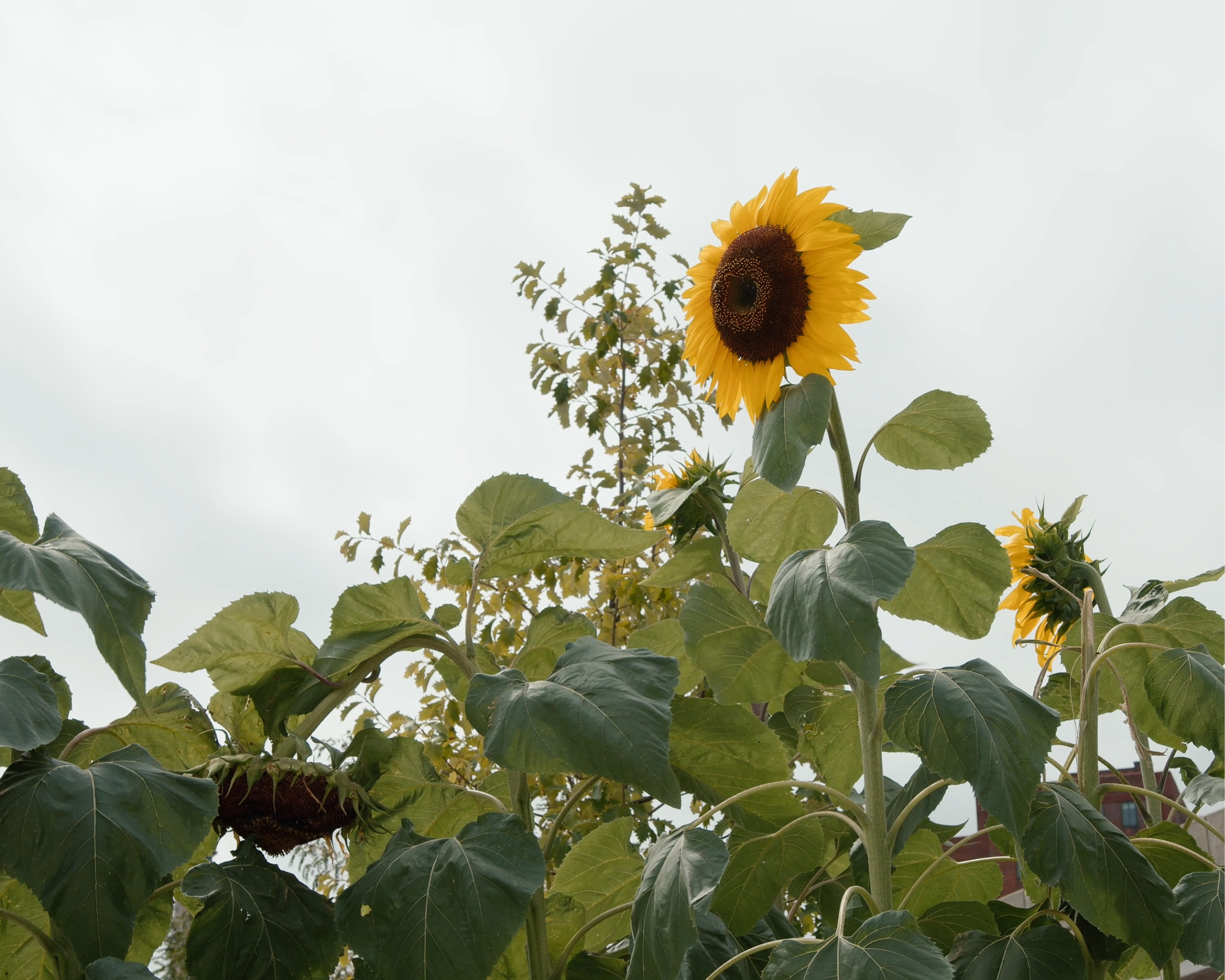 Sunflowers growing in the new recreation areas of the BIG U.